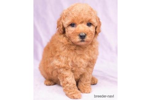 成約済の千葉県のトイプードル-181196の2枚目